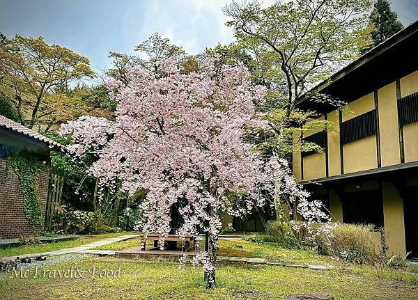 05_庭院春櫻。.jpeg 05_庭院春櫻。.jpeg