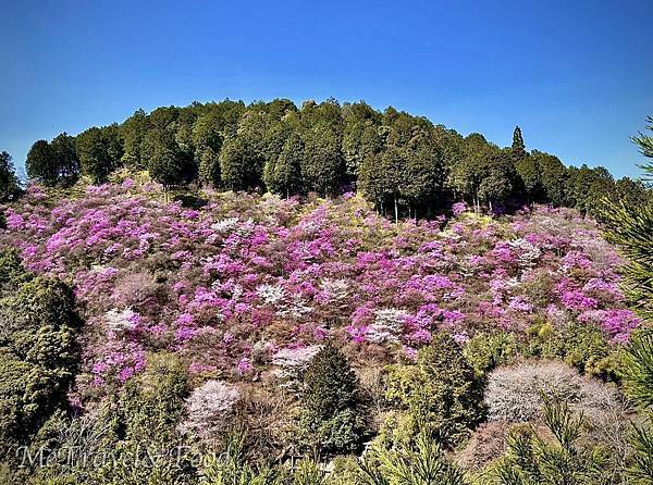 【 日本 • 京都 • 高雄 • もみぢ 家別館 川の庵 【 日本 • 京都 • 高雄 • もみぢ 家別館 川の庵