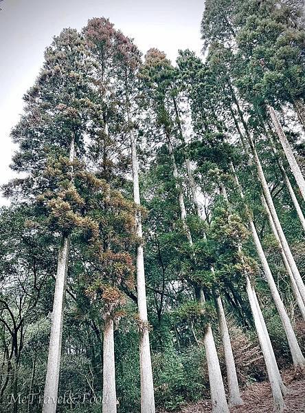 【日本 • 九州 • 鹿兒島 • 霧島 • 天空之森 • 霖 【 日本 • 九州 • 鹿兒島 • 霧島 • 天空之森 •