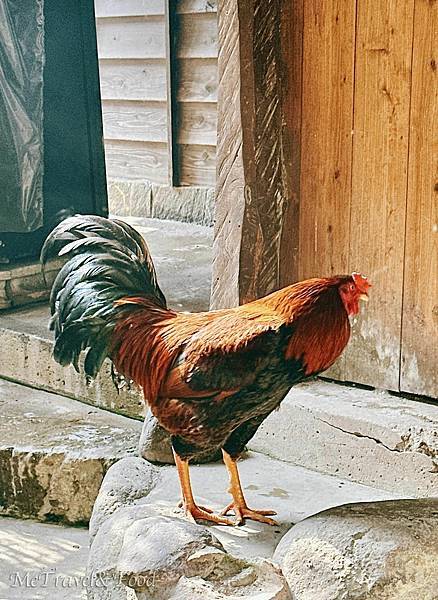【日本 • 鹿兒島 • 霧島 • 雅敘苑 忘れの里】來去農家