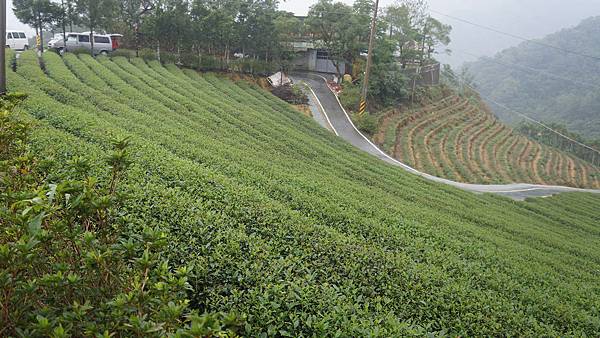 八卦茶園