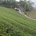 八卦茶園