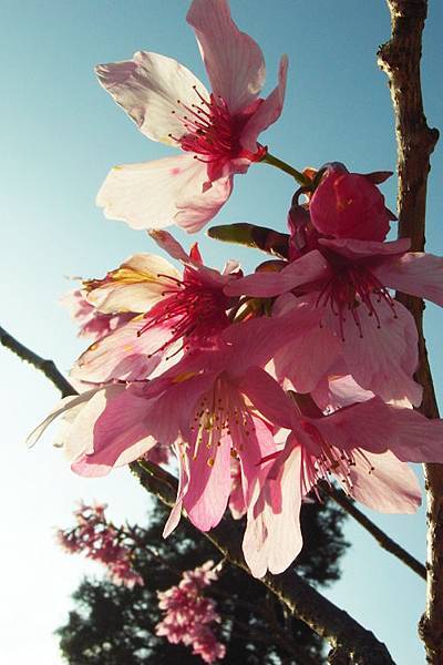 沼平公園的櫻花