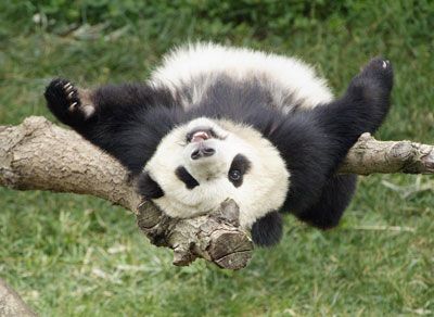 sleeping panda.jpg