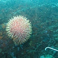 碉堡-11棘冠海星.JPG