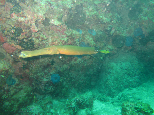 IMG_0242.JPG