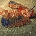IMG_0363東方豹魴鮄，俗稱飛角魚（學名：Dactyloptena orientalis).JPG