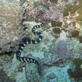 IMG_0904電桿礁-黑頭海蛇.JPG