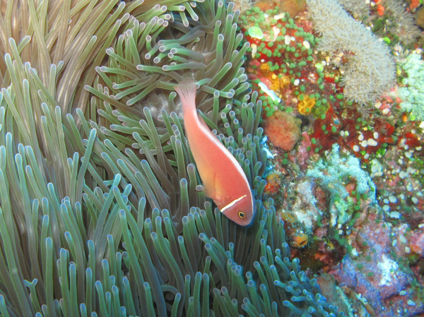 IMG_1029雞仔礁-粉紅海葵魚-粉紅小丑.JPG