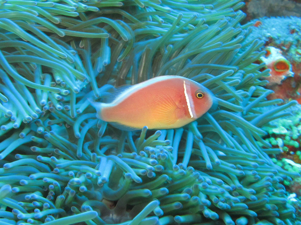 IMG_1031雞仔礁-粉紅海葵魚-粉紅小丑.JPG