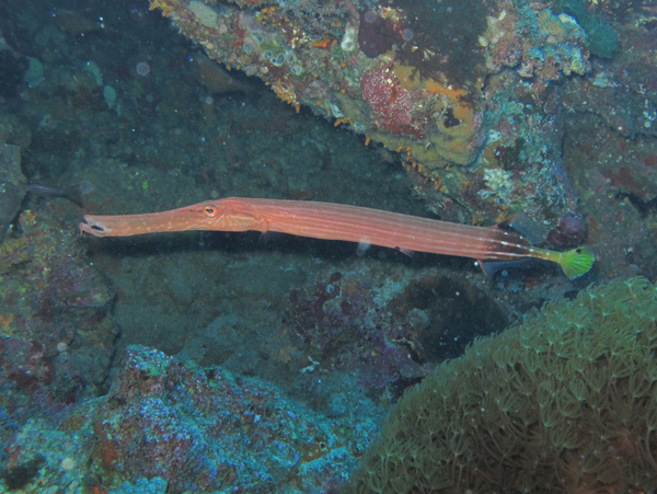 IMG_1067大香菇-管口魚.JPG