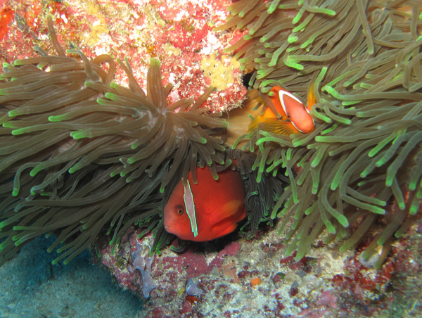 IMG_1119六米礁-白條海葵魚-紅小丑魚.JPG