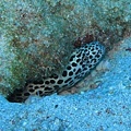 IMG_1113六米礁-大斑裸胸鯙-薯鰻的一種.JPG