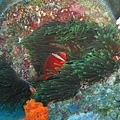IMG_1117六米礁-白條海葵魚-紅小丑魚.JPG