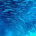 IMG_1563.JPG