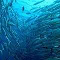 IMG_1580.JPG
