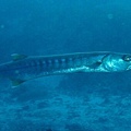 IMG_1830.JPG