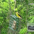 20080505-finch003s.jpg