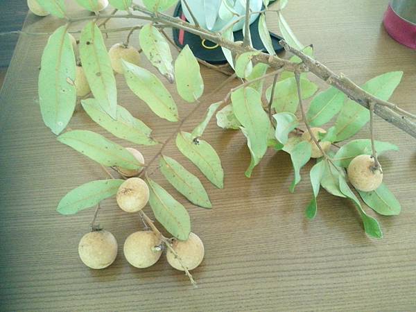 IMG_20140825_091050.jpg