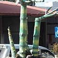 1386842024-甲仙的特產竹筍.jpg