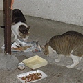 1908350983-PB111881.jpg