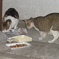 1908350984-PB111882.jpg