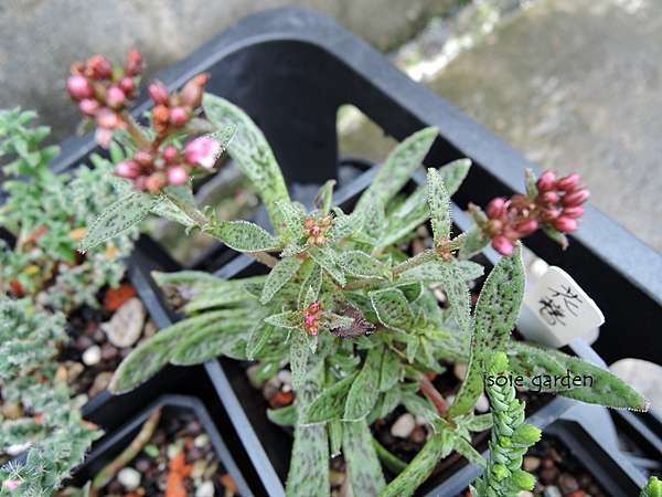 多肉植物 花簪 Josie的生活日記 痞客邦