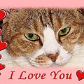 阿MEOW1.jpg