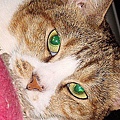 阿Meow3.jpg