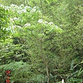 民宿外的油桐樹1