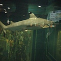 鯊魚館的鯊魚baby