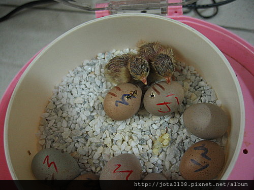 2隻小小雞趴在即將破殼而出的蛋上休息呢~.jpg