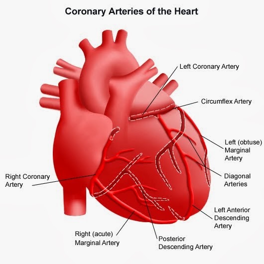 coronary arteries