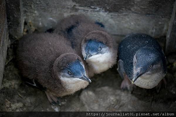 BICHENO PENGUIN TOURS_1.jpg