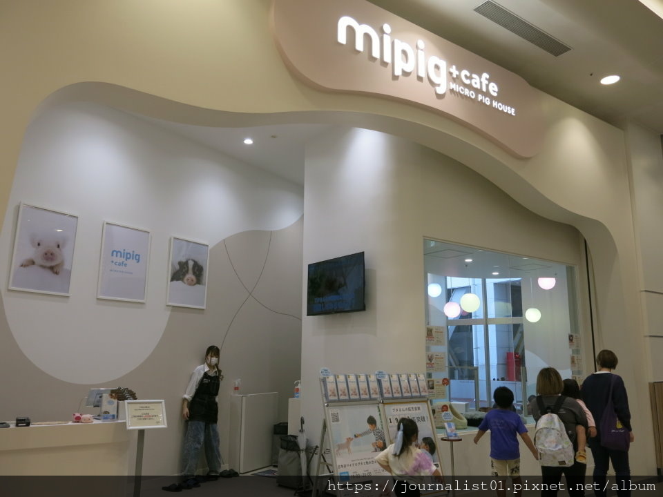 2025東北賞楓超療癒的小豬咖啡廳初體驗@Mipig Ca