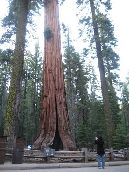 Mariposa Grove