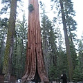 Mariposa Grove