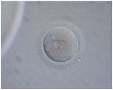 embryo01