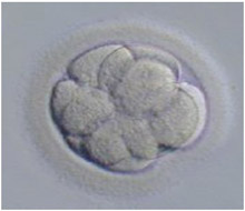 embryo03