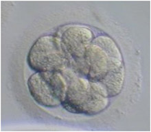 embryo05