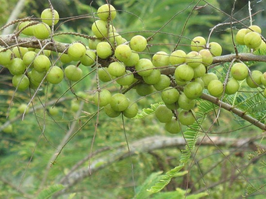 餘甘子果實.png