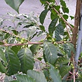 060205-22<br>咖啡樹的果實