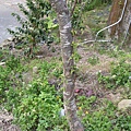 060205-21<br>山櫻花的樹幹<br>很好認有一輪輪的特徵
