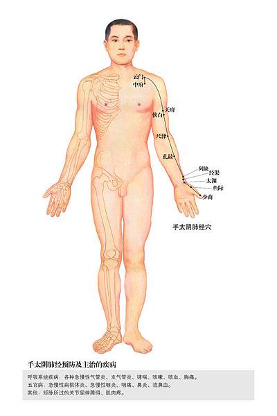 手太陰肺經