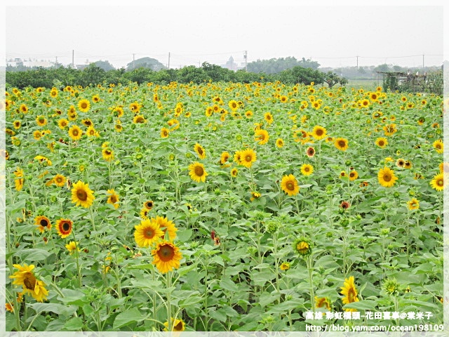 向日葵2.JPG 向日葵2.JPG