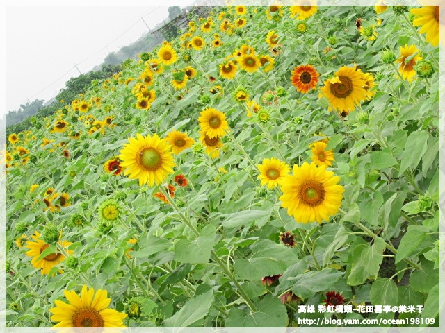 向日葵3.JPG 向日葵3.JPG