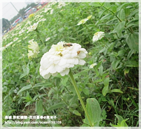 花海(白)3.JPG 花海(白)3.JPG