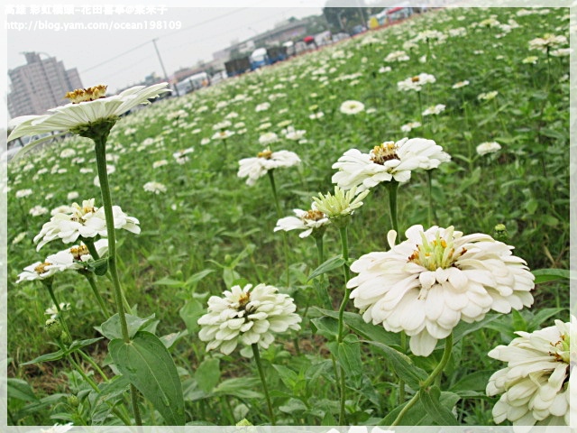 花海(白)4.JPG 花海(白)4.JPG