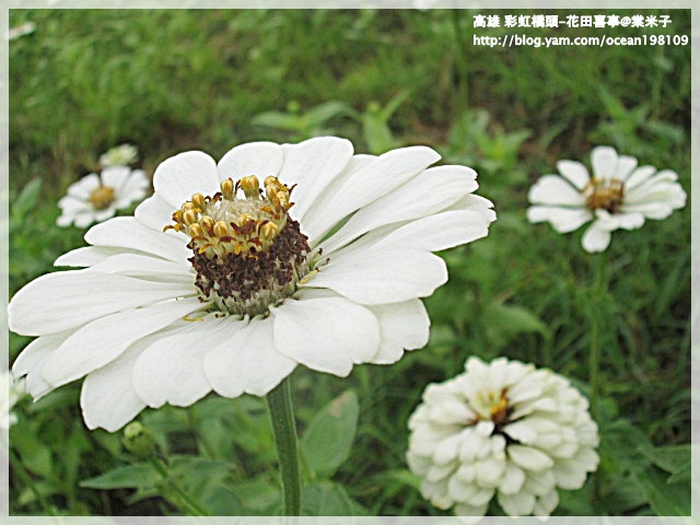花海(白)5.JPG 花海(白)5.JPG