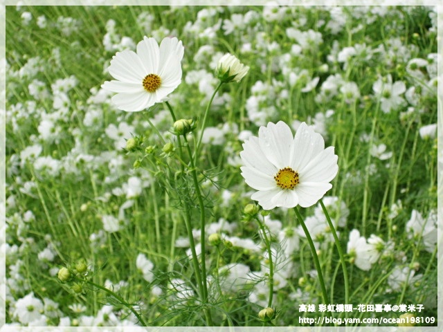 花海(白)6.JPG 花海(白)6.JPG